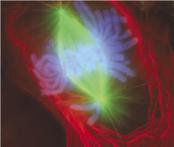 A cell in late metaphase. All chromosomes (blue) but one have arrived at the metaphase plate.