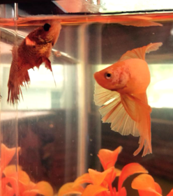 Female crown tail betta (looking a bit beat up) and male half moon betta.