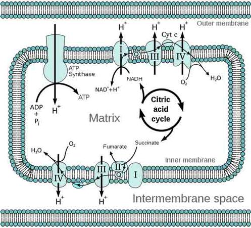 NADH and FADH2 electron transport chain lesson props