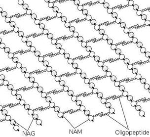 Bonding Structure of Peptidoglycan