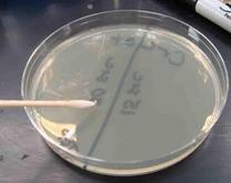 Sterile disposable swabs can also be used to transfer bacteria.