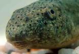 Bullfrog Tadpole Head. Note Cute Whiskers