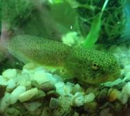 Bullfrog Tadpole in Aquarium