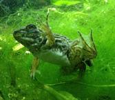 Bullfrog Tadpole Completing Metamorphosis Rear Legs Lumpy 7-13-13