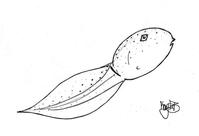 Bullfrog Tadpole Coloring Page