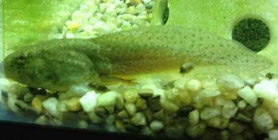 American Bullfrog Tadpole with Rear Legs