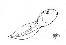 Bullfrog Tadpole Coloring Page