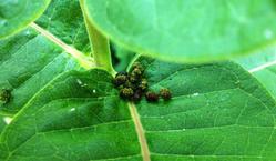 Big lumps of caterpillar FRASS (insect poop) at the base of a milkweed leaf. The bigger the frass, the bigger the caterpillar.