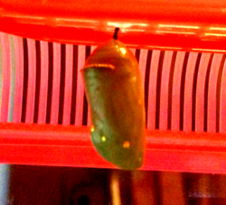 Monarch caterpillar at top of container preparing to build chrysalis.