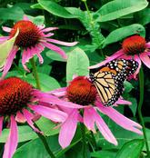 Monarch butterfly bending her abdomen to lay an egg on the underside of a common milkweed leaf.