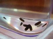 Children Removing Planaria to Clean Tank