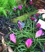 Pink Quill Plant (Tillandsia cynea)