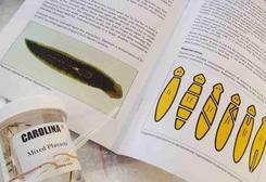 Jar of Planaria from Carolina Biological Supply