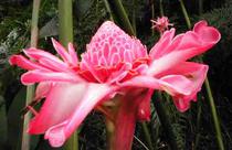 Hawaiian Torch Ginger Flower