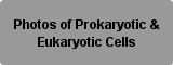 Photos of prokaryotic & Eukaryotic Cells Button