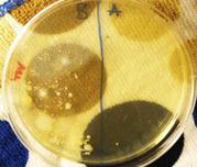 The Shark Ligth & Easy Steam Mop experiment was repeated and the samples plated on a plate of TSY agar. The "before cleaning" floor sample is on the left (note numerous bacterial colonies) and the "after" cleaning sample on right.