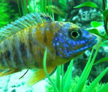 Aulonocara Peacock Cichlid