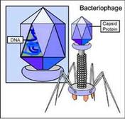 Virus Type: Bacteriophage