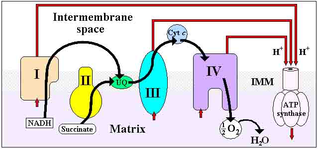 Illustration of Electron Transport Chain