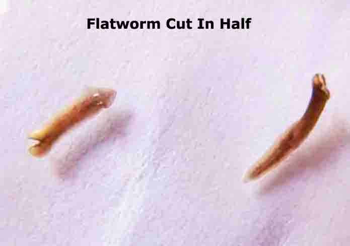 Flatworm Dugesia Cut In Half for Regeneration Experiment